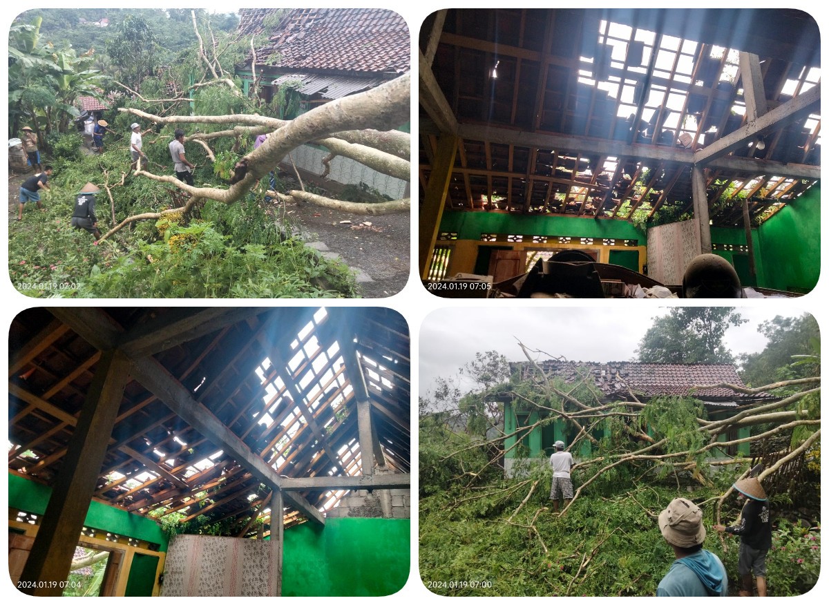 Pohon Tumbang di Desa Kedunglo